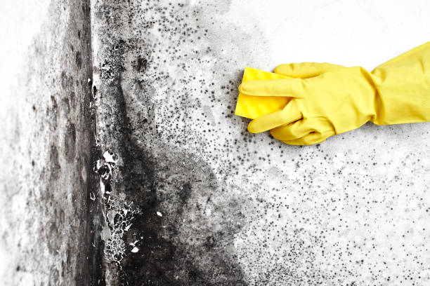 Best Mold Remediation for Specific Building Types in Lanse, MI