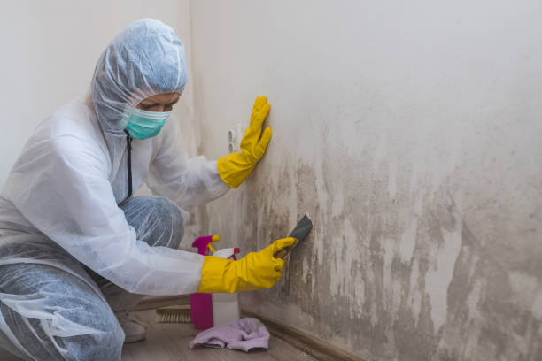Best White Mold Remediation in Lanse, MI