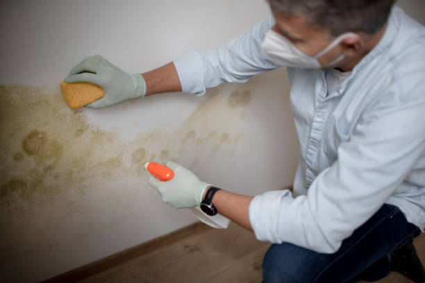 Best Localized Mold Remediation (e.g., coastal areas, humid climates) in Lanse, MI