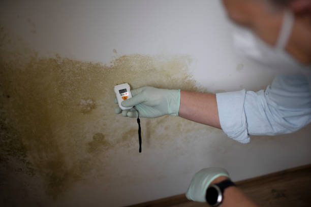Best Mold Testing and Inspection Services in Lanse, MI