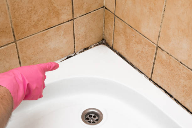 Best HVAC Mold Remediation in Lanse, MI